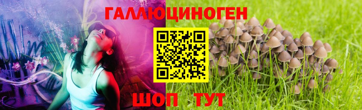 Озёрск  Псилоцибиновые грибы Psilocybine cubensis  Вход с VPN 